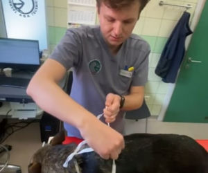 Pies leczy się w jesiennym ubranku