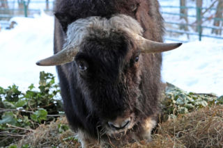 Gdańskie ZOO ma nowego mieszkańca! To jedyny taki okaz w Polsce