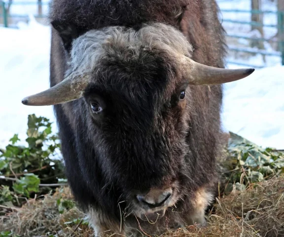 Gdańskie ZOO ma nowego mieszkańca