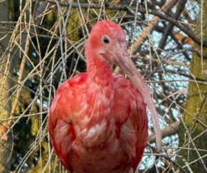 Nowi mieszkańcy zoo w Wojciechowie