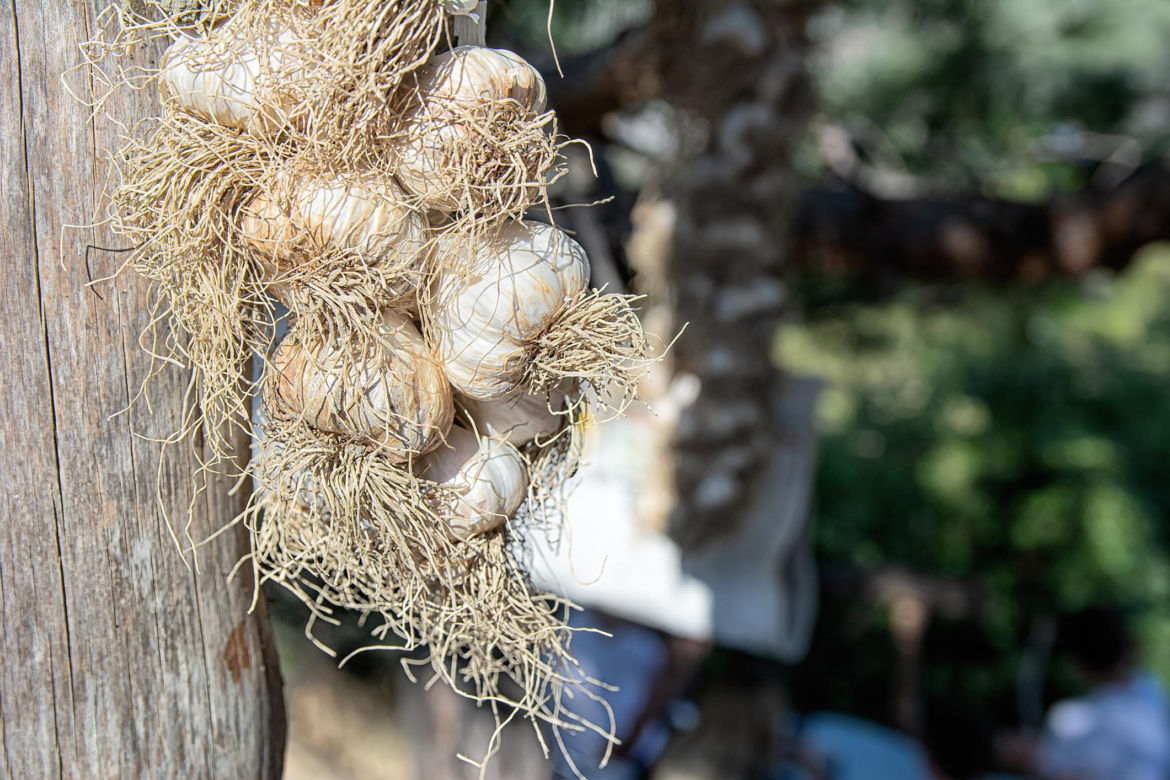 Czosnek