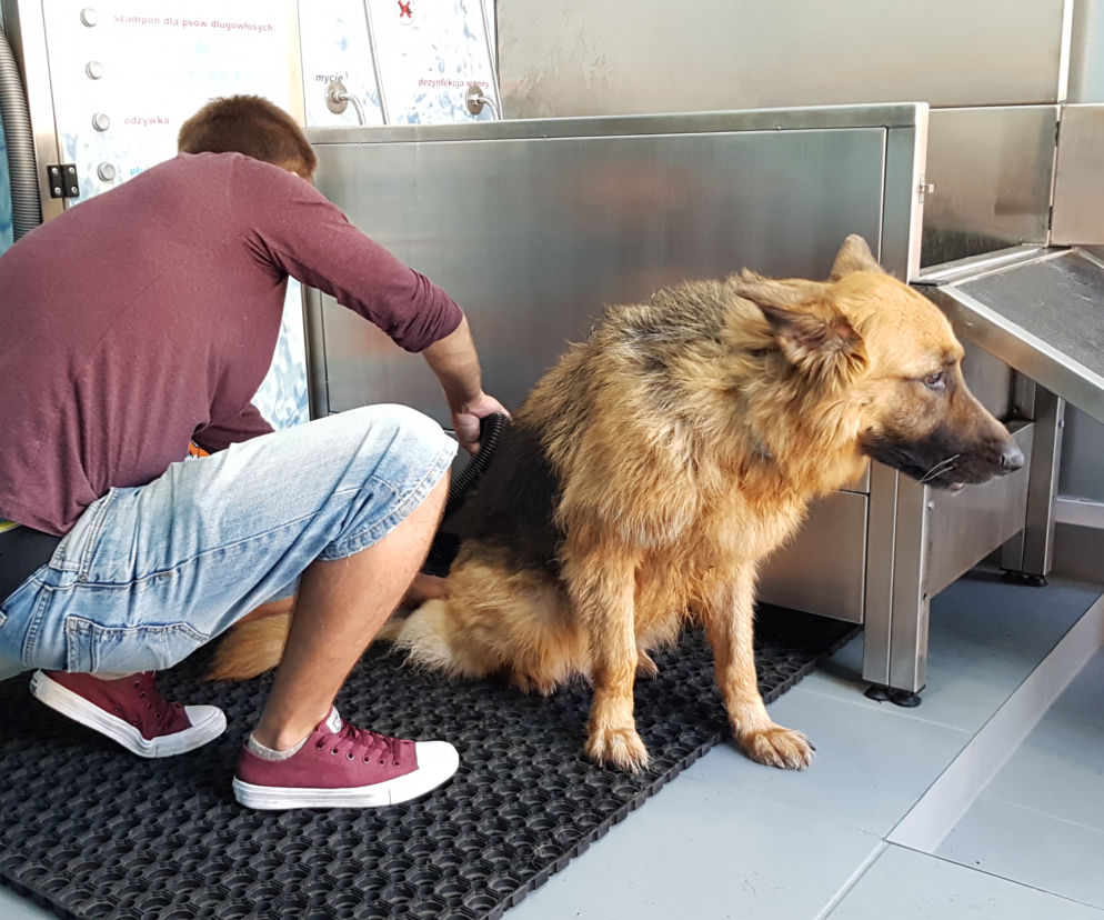 Samoobsługowa myjnia psów we Wrocławiu