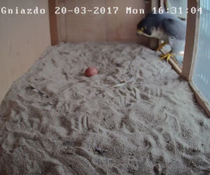Gniazdo sokoła wędrownego w Policach