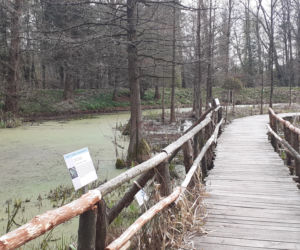 Wiosna budzi się w Arboretum w Bolestraszycach