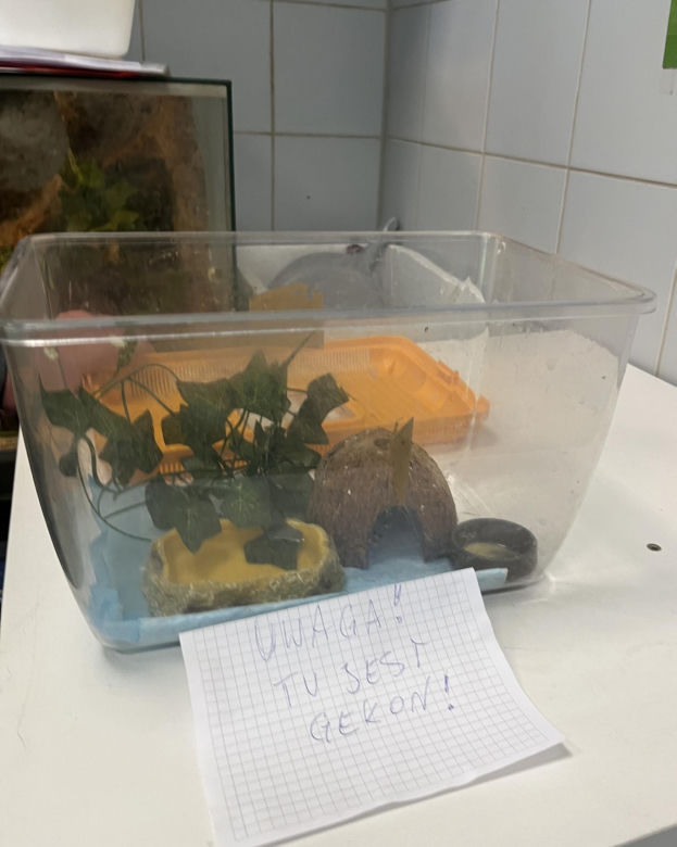 W opakowaniu rukoli znaleziono żywego gekona