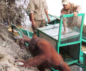 Horror orangutanicy! Była seks-więźniem w burdelu