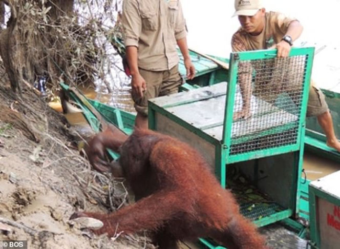 Horror orangutanicy! Była seks-więźniem w burdelu