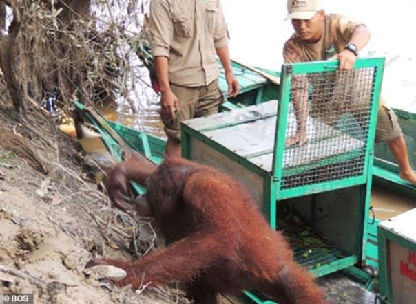 Horror orangutanicy! Była seks-więźniem w burdelu
