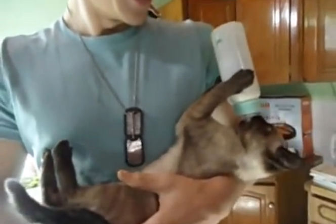 Kot