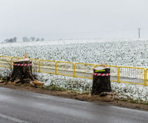 WARIAT Z PIŁĄ grasuje na Pomorzu! Naciął kilkadziesiąt drzew. Jedno RUNĘŁO NA DROGĘ
