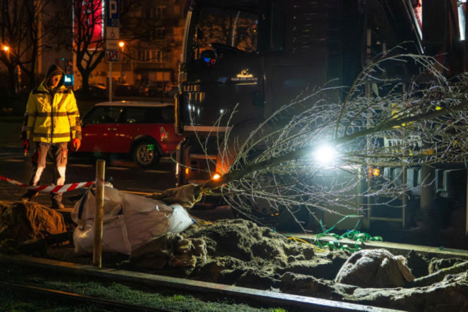 Nowe drzewa na ul. Marszałkowskiej w Warszawie