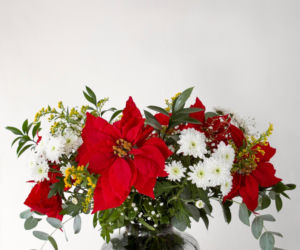 To nieodłączny symbol Bożego Narodzenia. Niewielu wie, że jest toksyczna