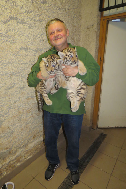 Wielka radość w zamojskim zoo! Na świat przyszły dwa tygryski!