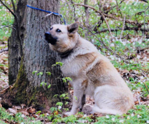 Lubelskie: Przywiązał psa do drzewa i zostawił na pastwę losu