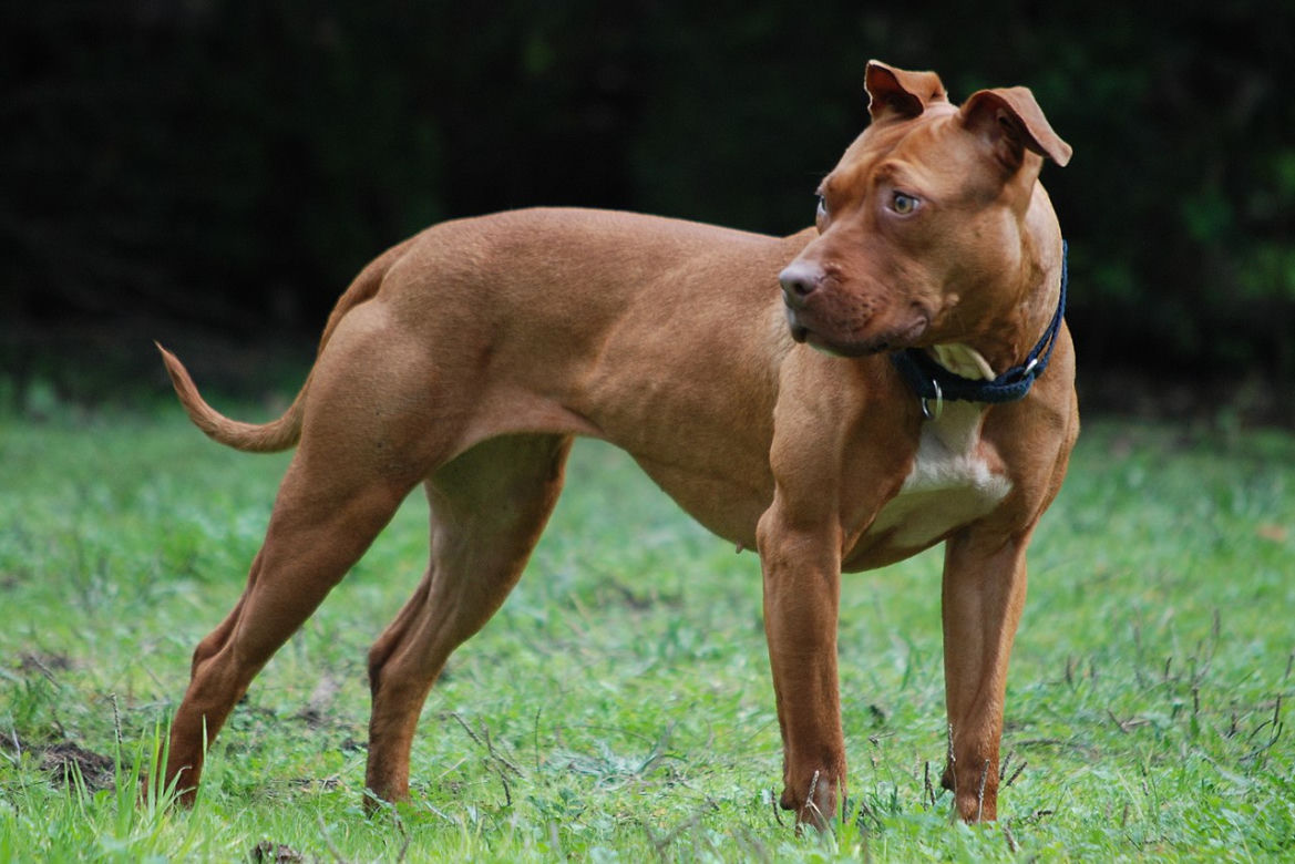 American Pit Bull Terrier (pitbull lub amerykański pitbull terier)