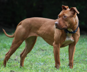 American Pit Bull Terrier (pitbull lub amerykański pitbull terier)
