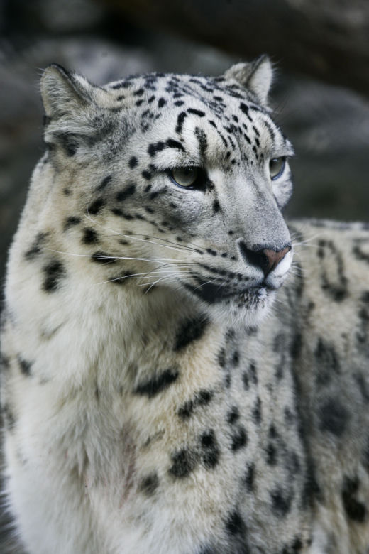 Szok w zoo. Pantera śnieżna padła na COVID. Jak to możliwe?
