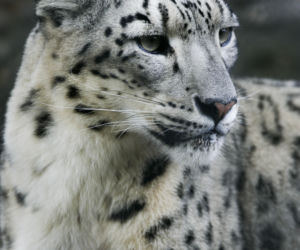 Szok w zoo. Pantera śnieżna padła na COVID. Jak to możliwe?
