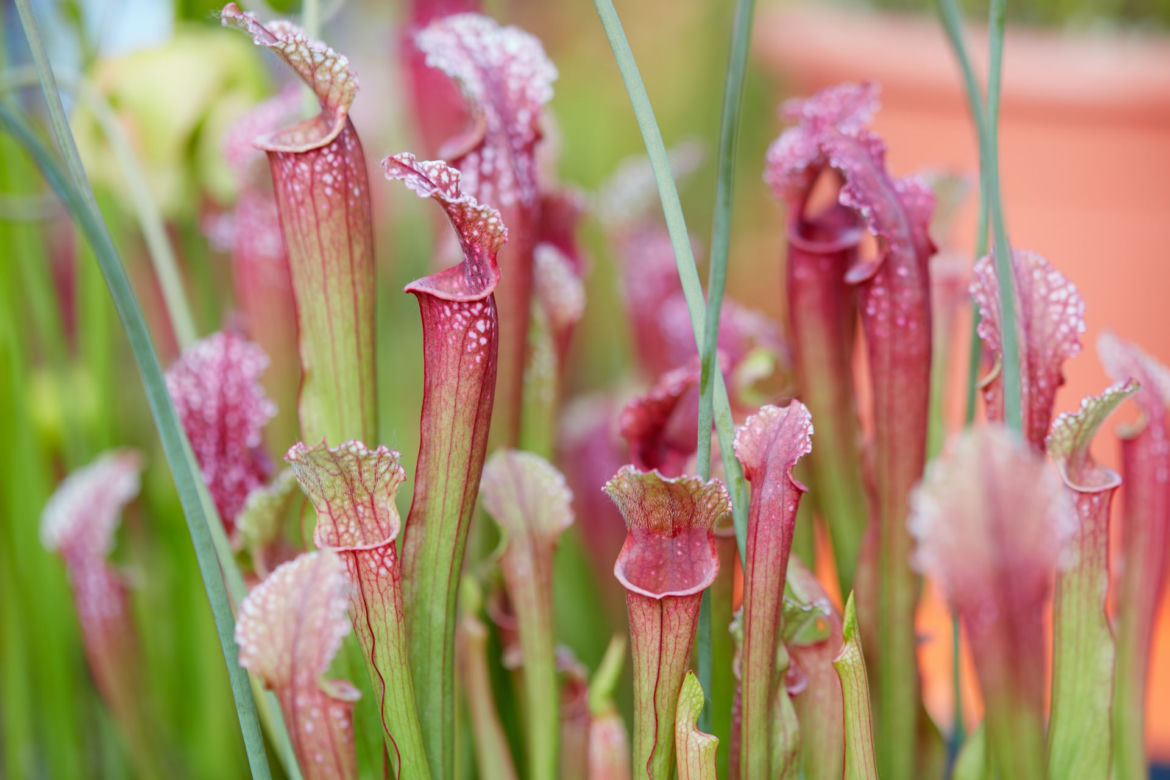 Kapturnica (Sarracenia)
