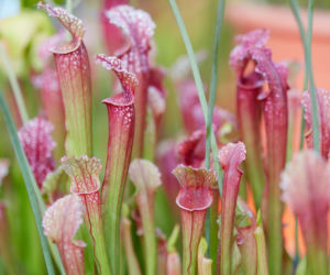 Kapturnica (Sarracenia)