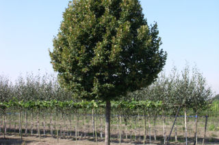Lipa wielkolistna ‘Zelzate’ - Tilia platyphyllos ‘Zelzate’