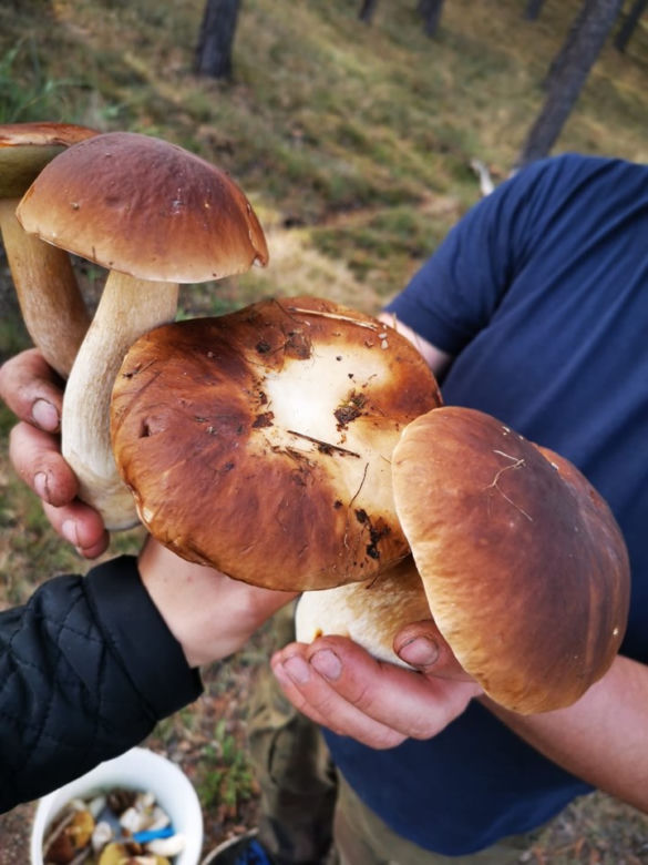 Wielkie grzybobranie w Toruniu i okolicach. Zobaczcie wspaniałe zbiory
