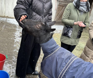 Joanna Krupa odwiedza schronisko dla zwierząt