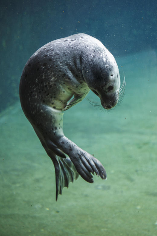 We wrocławskim zoo urodziły się dwie foki pospolite