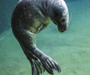 We wrocławskim zoo urodziły się dwie foki pospolite