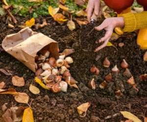 Sadzenie cebulek jesienią