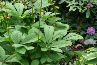 Rodgersja kasztanowcolistna - Rodgersia aesculifolia