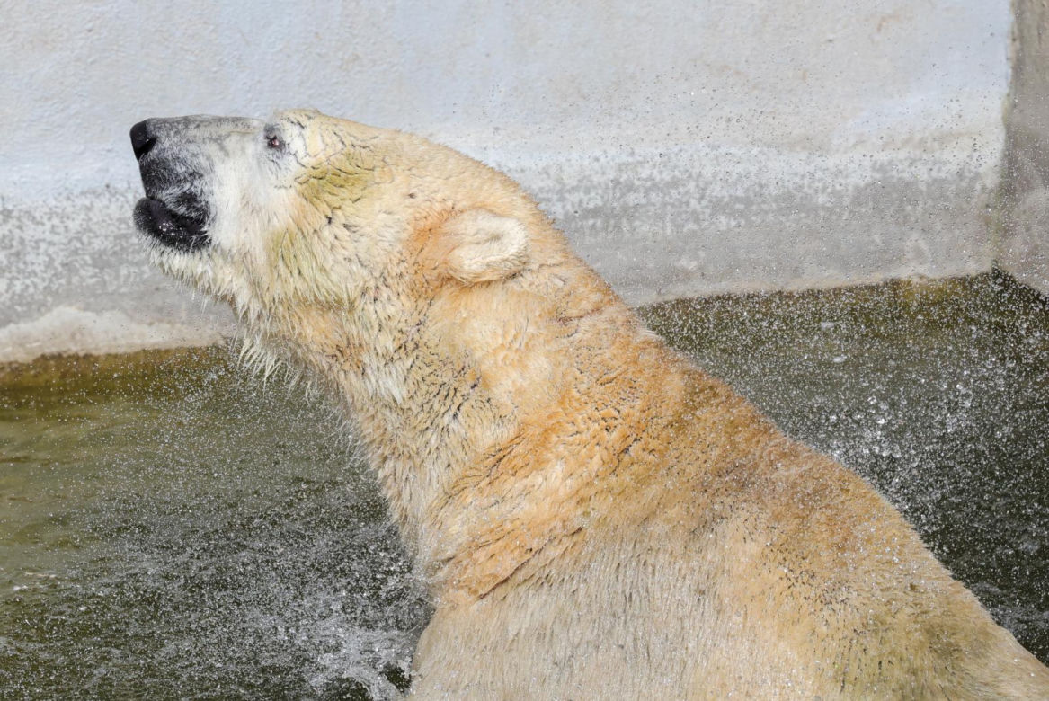 Niedźwiedzie polarne z Warszawskiego ZOO