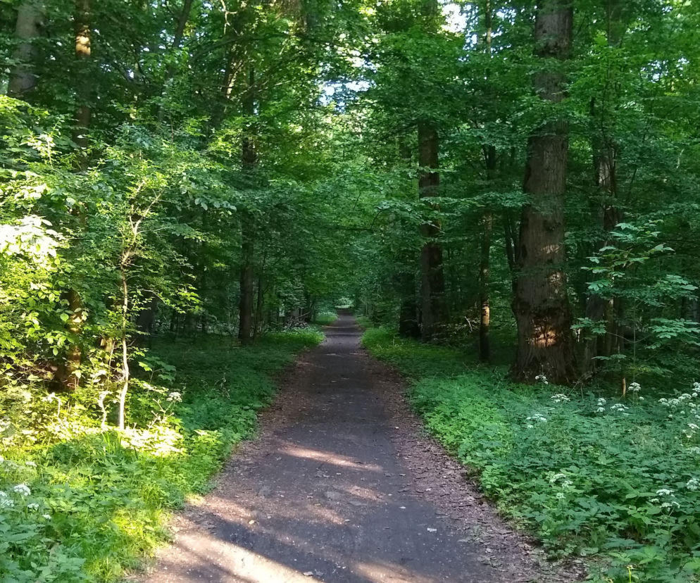 Białystok. Wpadła do studzienki. Potem uciekła do lasu [FOTO]