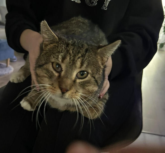 Mińsk Mazowiecki. Zatruł się czadem, gdy ratował Mruczka