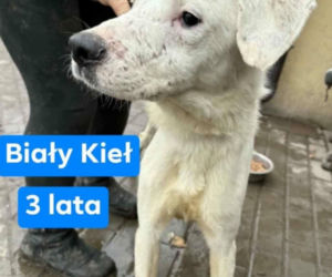 OTOZ Animals poszukuje domów dla psów