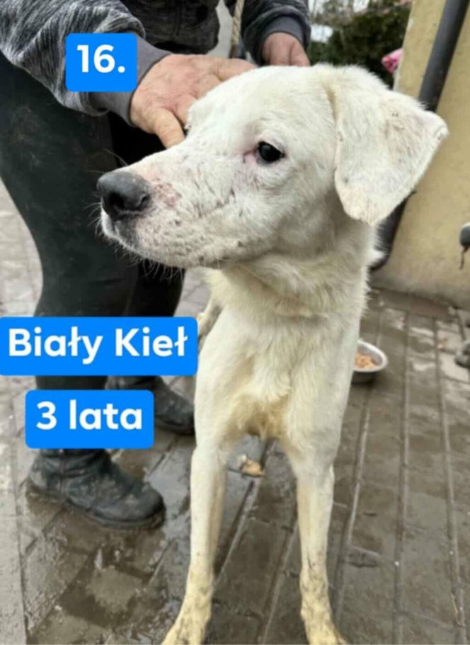 OTOZ Animals poszukuje domów dla psów