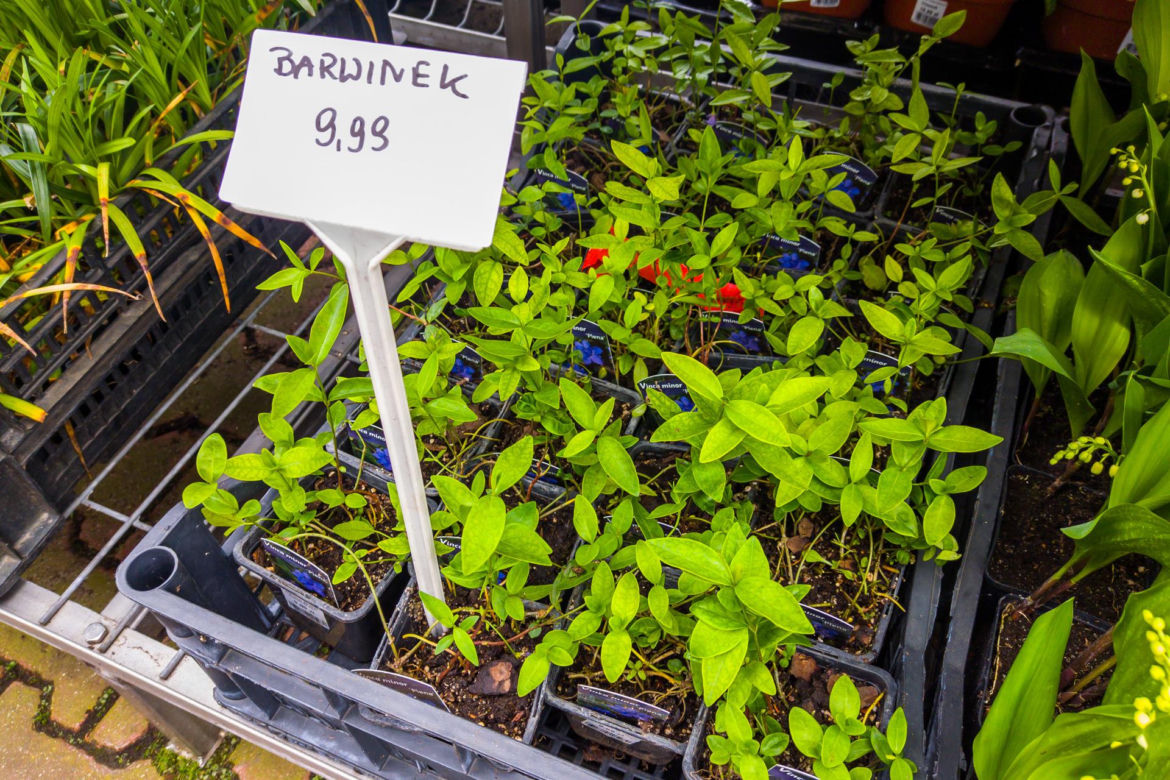 Barwinek – 9,99 zł/szt.