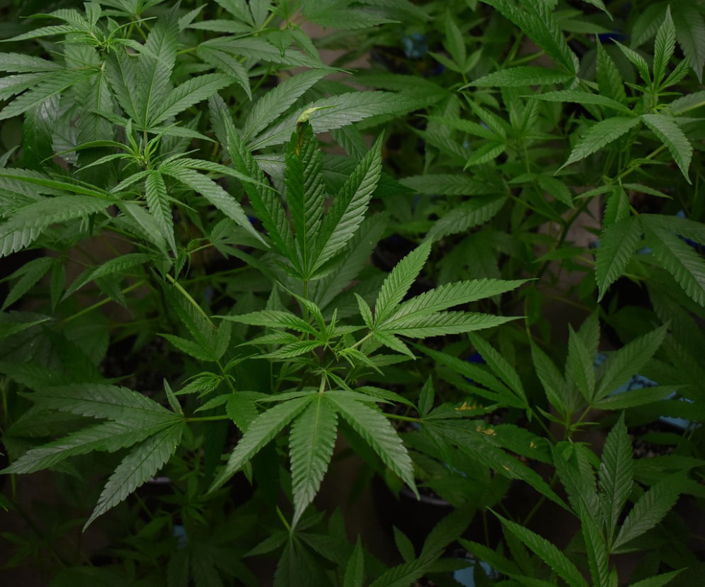 Marihuana