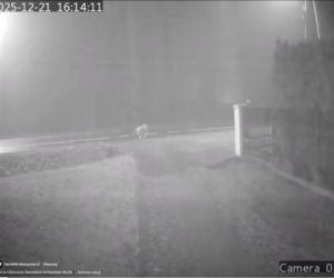 Dramat pod Krakowem. Seniorka czołgała się po jezdni, minęło ją kilkanaście samochodów