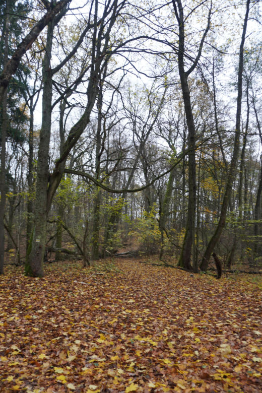 Rezerwat przyrody Meteoryt Morasko