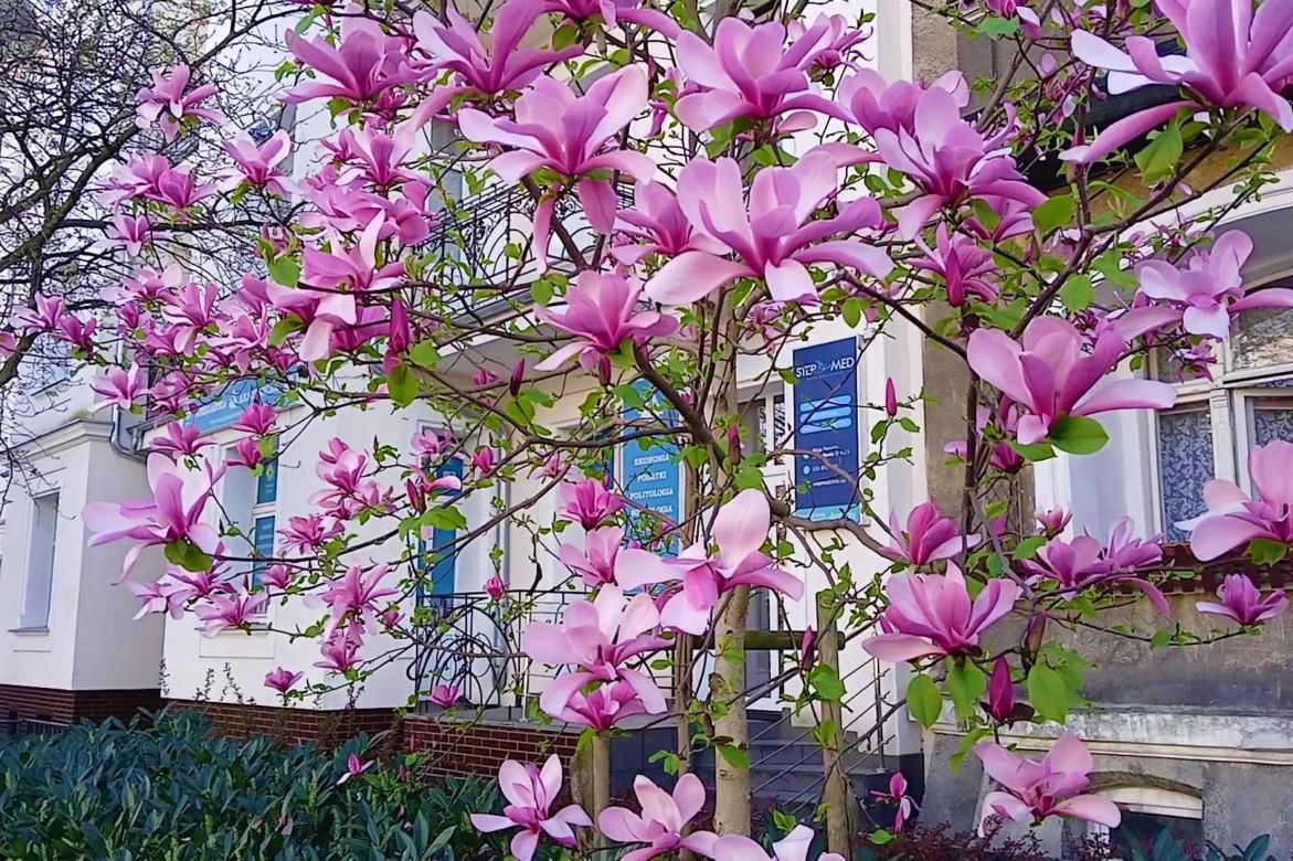 Magnolie w Szczecinie