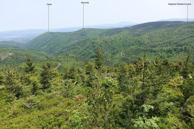 Magurka Radziechowska na zdjęciach