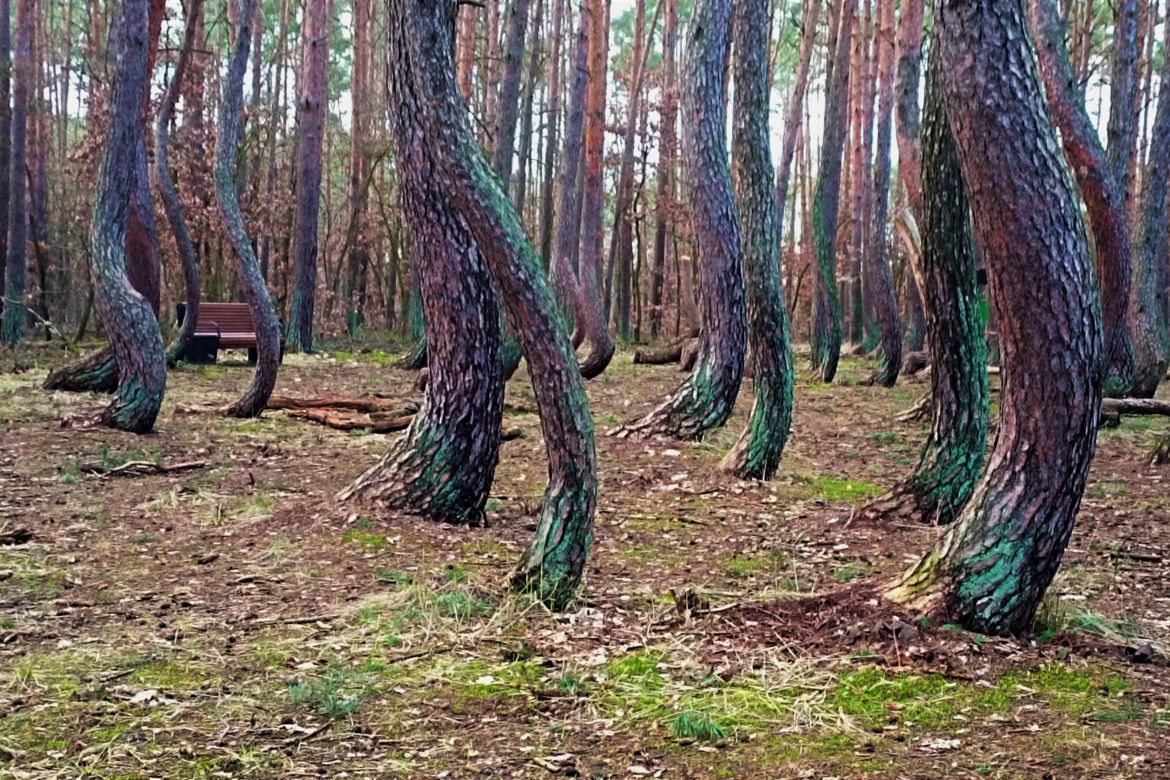 Krzywy Las pod Gryfinem