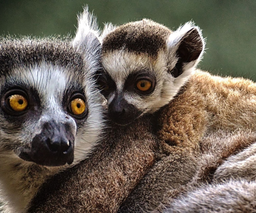 Zwierzęta z ZOO w Warszawie bohaterami animacji! Projekt zachwyca! 