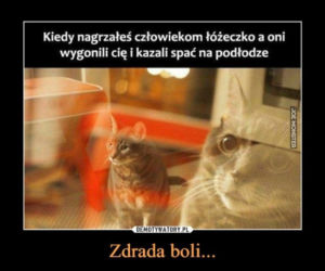 Światowy Dzień Kota 2022. Zobacz najśmieszniejsze obrazki i MEMY z kotami! 