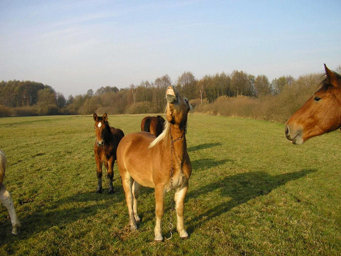 Koń zrujnował życie 16-letniej Klaudii. Mama: "Cudem udało się ją uratować"