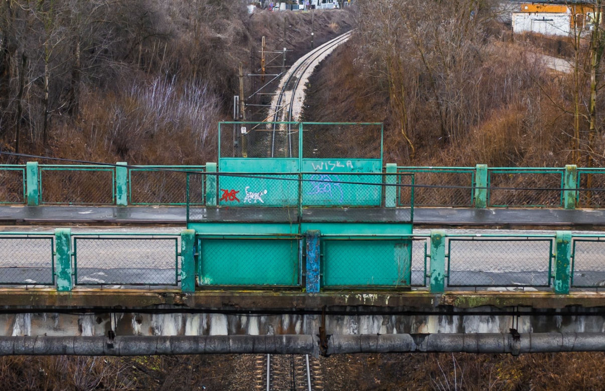 Dzień Kota 2021. Prezydent Płocka: Kot ze starego wiaduktu trafi do Zoo Płock [ZDJĘCIA]