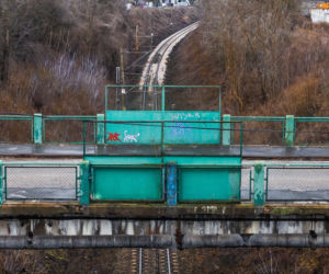 Dzień Kota 2021. Prezydent Płocka: Kot ze starego wiaduktu trafi do Zoo Płock [ZDJĘCIA]