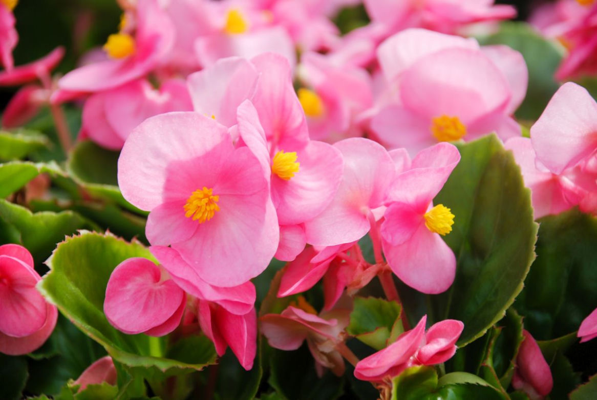 Begonia stale kwitnąca