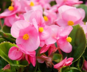 Begonia stale kwitnąca